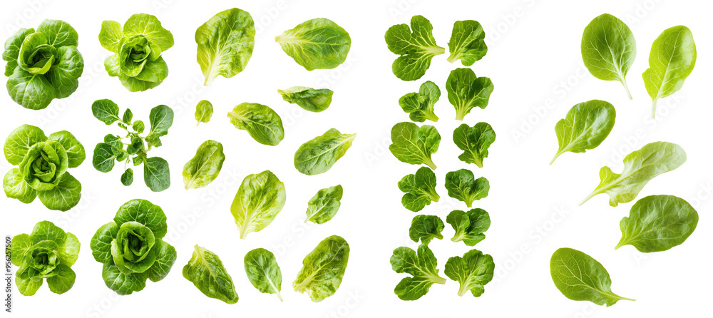Aufkleber an isolated white background shows the falling lettuce leaf, which is in full depth of field.