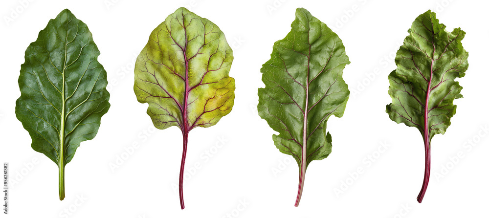 Canvas Prints Leaves of beetroot falling on a white background, deep focus