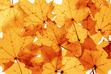 Minimal trend autumn pattern from colored autumnal dried leaves yellow brown warm tones, top view nature photo, maple tree foliage as natural seasonal background, leaf texture organic shapes