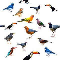 Seamless pattern with beautiful bird design.