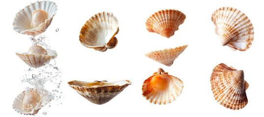 Fototapeta premium A falling scallop isolated against a white background, with a full depth of field