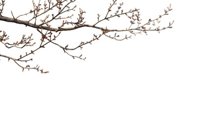 Obraz premium Dry Tree Branches Isolated on White Isolated on Transparent or White Background, PNG