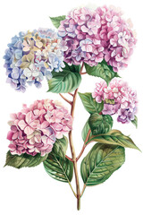 Fototapeta premium Beautiful illustration of a vibrant Hydrangea flower with lush green leaves, perfect for nature-themed designs and decor, watercolor art,PNG transparent background