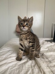 Naklejka premium Little Kitten 