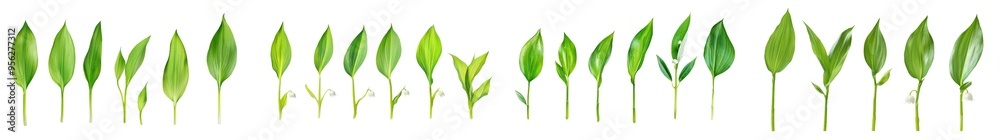 Poster a full depth of field image of a lily of the valley leaf, isolated on a white background