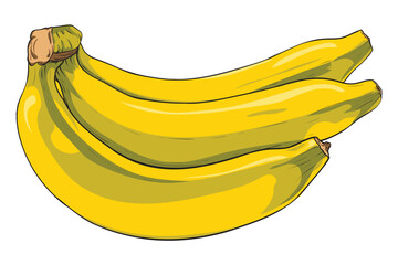 Bananas fruit on white background isolated. Vector illustration freehand drawing. Botanical hand drawn element.