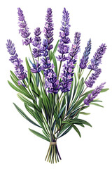Naklejka premium A illustration of vibrant Lavender flowers with lush green leaves, perfect for floral themes and nature designs, watercolor art,PNG transparent background