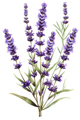 Naklejka premium A vintage illustration of Lavender flowers with lush green leaves, perfect for botanical themes and nature-inspired designs,PNG transparent background