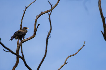 The wedge-tailed eagle (Aquila audax) is the largest bird of prey in the continent of Australia.