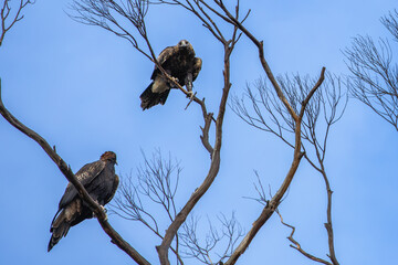 The wedge-tailed eagle (Aquila audax) is the largest bird of prey in the continent of Australia.