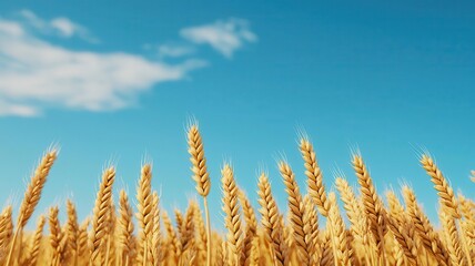 Fototapeta premium Organic wheat field, golden ears swaying in wind, 3D illustration