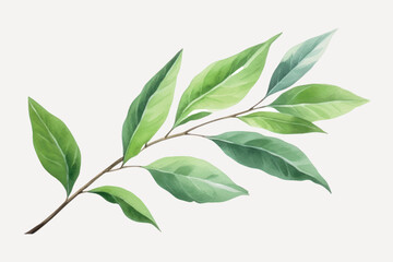 Fototapeta premium Elegant botanical leaf illustration