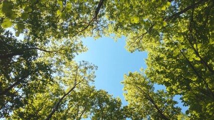 Fototapeta premium Looking up Green forest. Trees with green Leaves, blue sky and sun light. Bottom view background