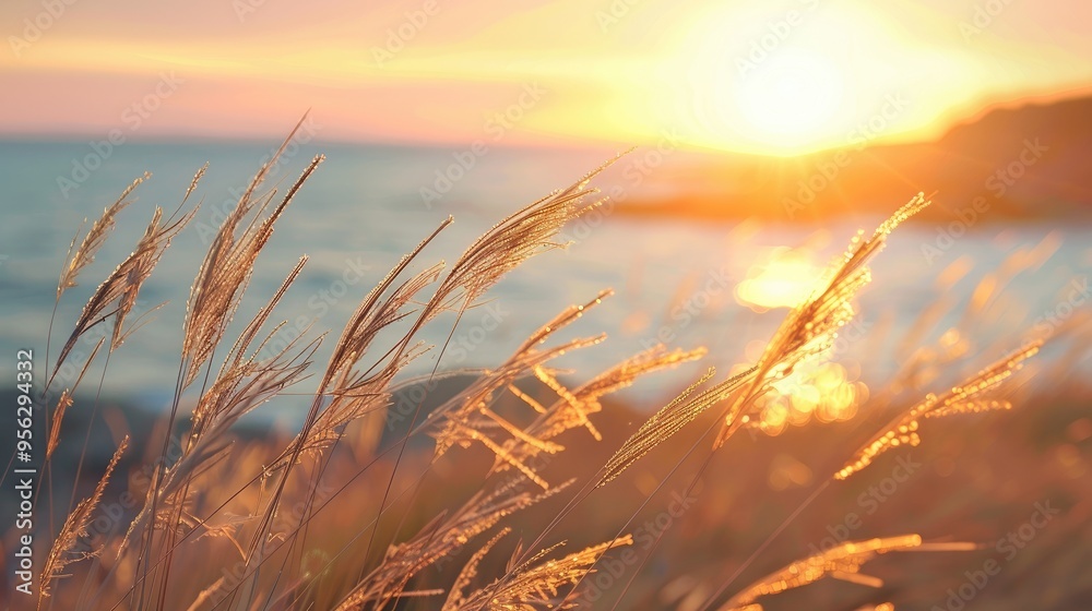 Poster wild grasses on the sea coast at sunset macro image shallow depth of field beautiful autumn nature b