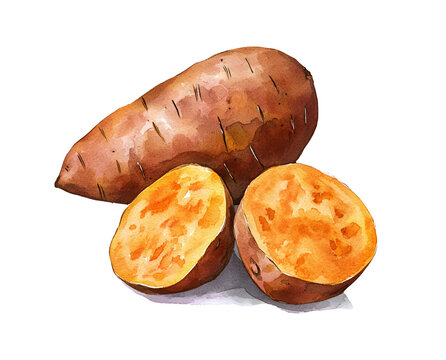 watercolor sweet potatoes, whole and sliced clip art preview