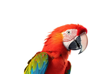 Naklejka premium A closeup of a scarlet macaw bird. Bright and colorful birds are suitable for nature, wildlife, tropical, and exotic themes