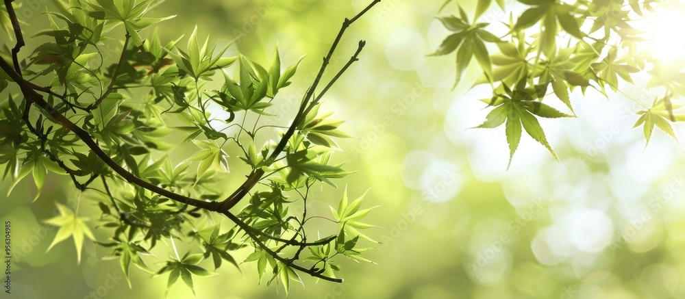 Fototapete Backdrop with copy space image of new leaves on maple tree branches in spring