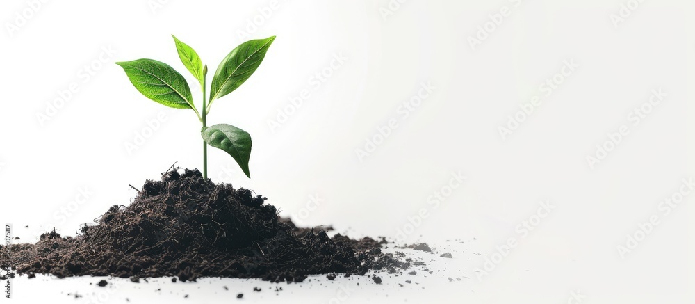 Poster a seedling situated in compost on a plain white backdrop with ample copy space image available