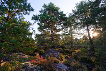 Fototapety na wymiar - Fototapeta24.pl