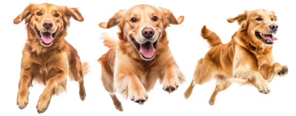  Collecting Golden retriever dog jumping happily isolated on transparent  background, PNG file, graphic resources 