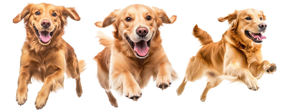  Collecting Golden retriever dog jumping happily isolated on transparent  background, PNG file, graphic resources 