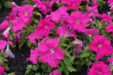 Fuchsia colored flowers of petunias in June