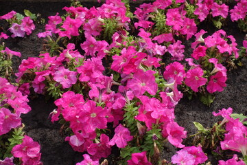 Lots of vibrant pink flowers of petunias in July