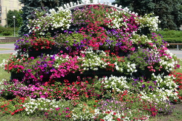 A lot of colorful flowers of petunias in mid June