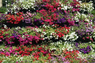 Fototapeta premium Multicolored flowers of petunias in June