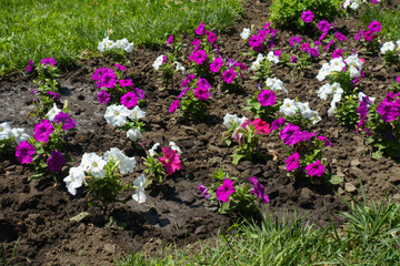 Magenta and white flowers of petunias in July