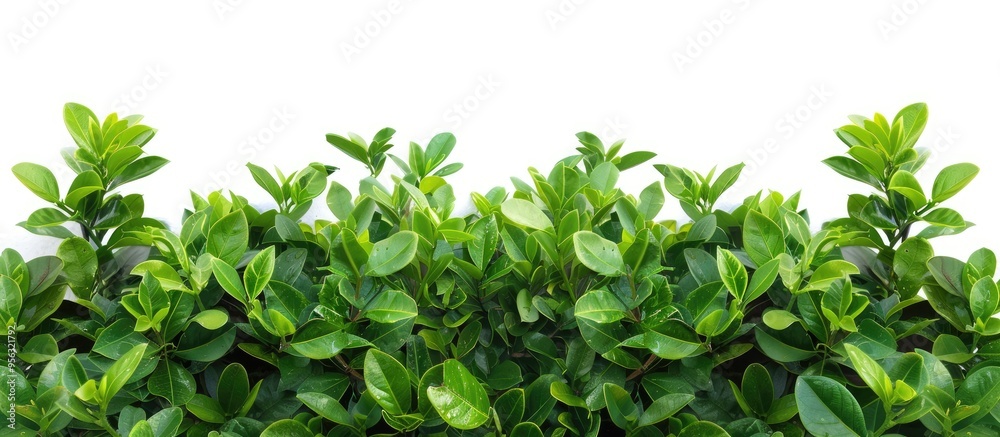 Poster isolated on a white background a bush plant with leaves creates a decorative border with copy space 