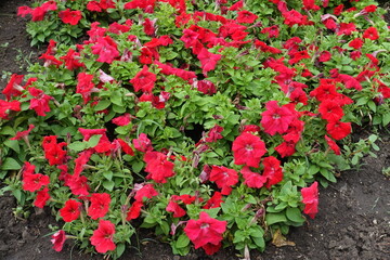 Loads of red flowers of petunias in July