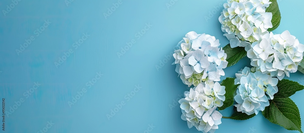 Aufkleber blue and white hydrangea flowers displayed on a blue background with ample copy space image availabl