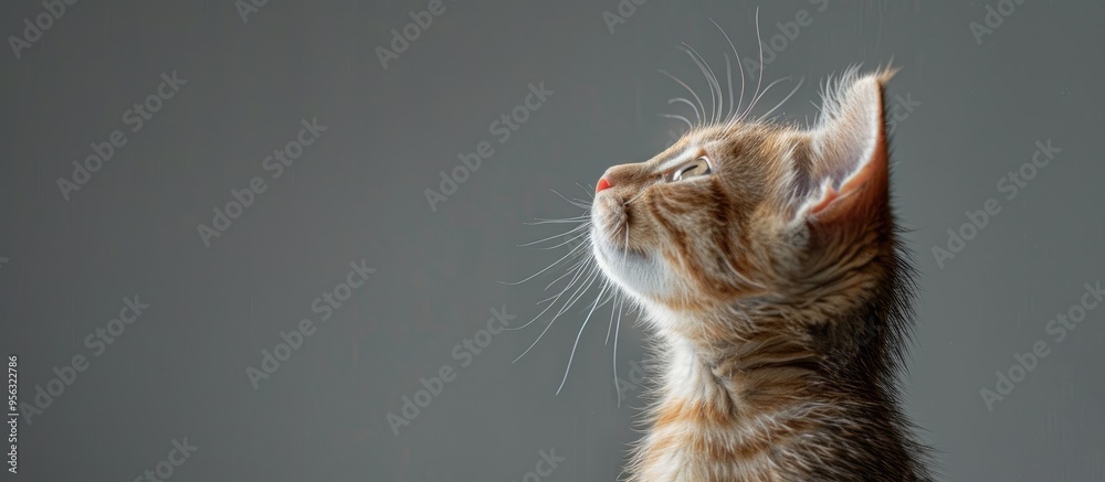 Poster Ginger tabby kitten gazes upwards on a grey backdrop in a charming pet portrait with a humorous and beautiful pose Includes copy space image