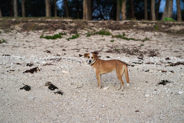 A stray dog ​​on the beach