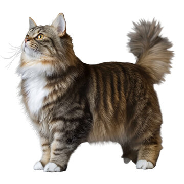 American Bobtail cat isolated on transparent background. Generated ai