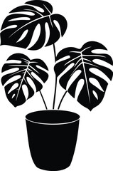 pot with monstera black and white flower