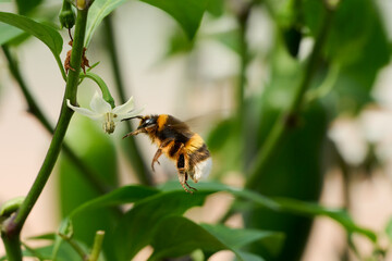 Bee pollinating a jalapeno pepper plant