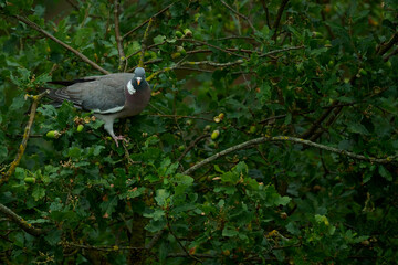 Wood pigeon perched in an oak tree looking at the camera