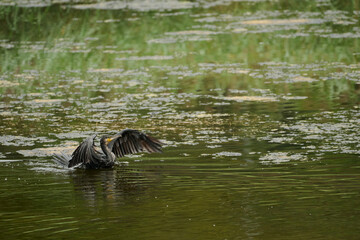 Great Cormorant (Phalacrocorax carbo)