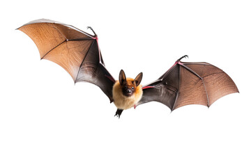 Brown long-eared bat PNG on transparent background, ideal for wildlife illustrations, nature-themed designs, and nocturnal animal projects.