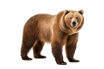 Fototapeta premium Grizzly bear standing in majestic pose isolated on transparent background for wildlife design and nature-themed projects