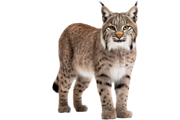 Eurasian lynx PNG on transparent background ideal for wildlife projects, animal illustrations, and nature-themed designs