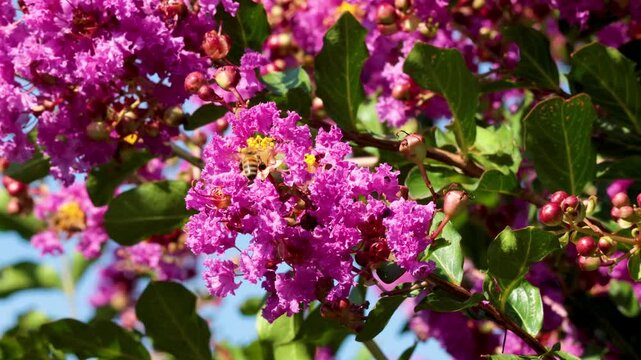 Bee Pollinating Inthanin Flowers in Turin