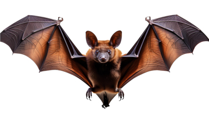 Bat close-up on transparent background. Bat mockup with open wings - png format.