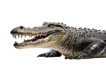 Obraz premium Crocodile PNG image with transparent background ideal for wildlife, reptile conservation, and nature-themed graphic design projects