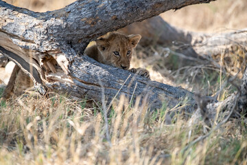 Lions in BWA