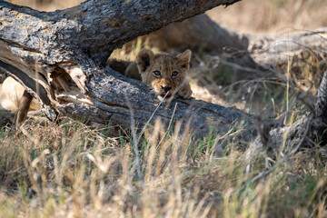 Lions in BWA