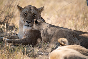 Lions in BWA