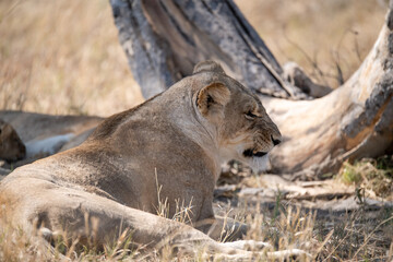 Lions in BWA